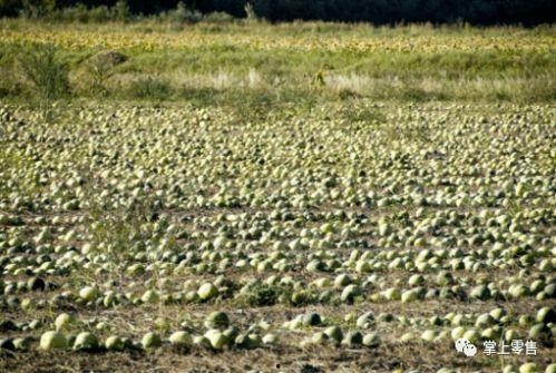 小兵张吃瓜,揭秘娱乐圈背后的秘密与八卦