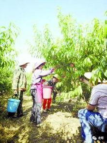 桃源九溪吃瓜,夏日吃瓜盛宴，尽享田园风光与清凉滋味