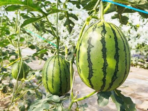 吃瓜神器哪个最甜,揭秘最甜吃瓜神器